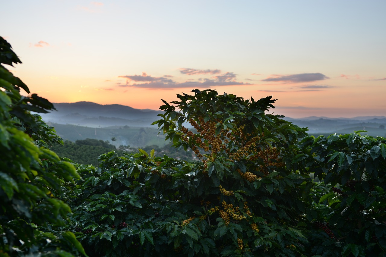 coffee, tree, yellow-1548766.jpg